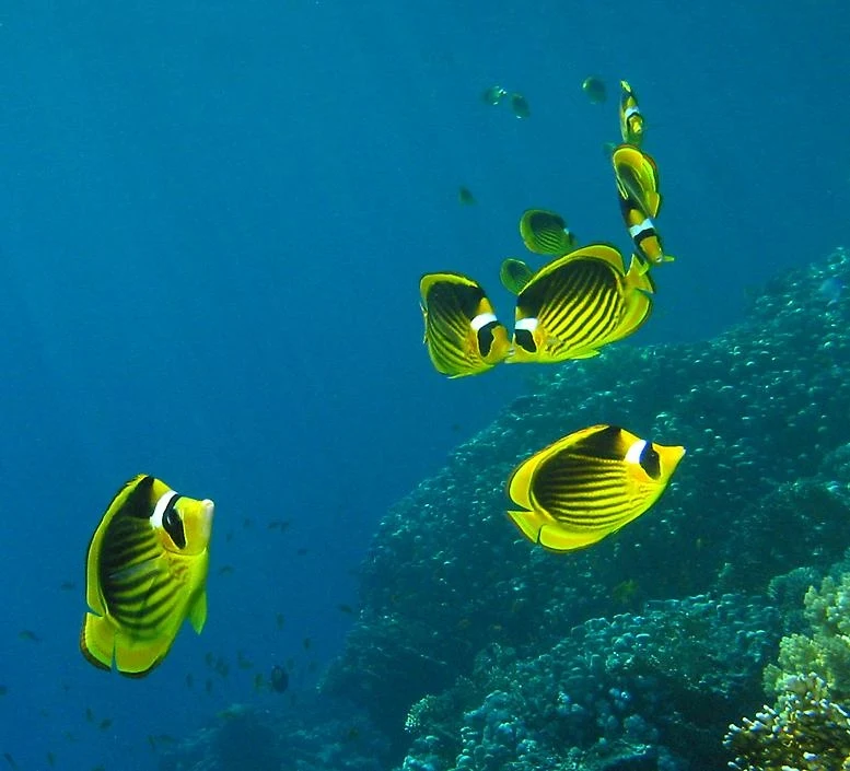 Quad & Schnorcheln Ausflug in der Marsa Mubarak